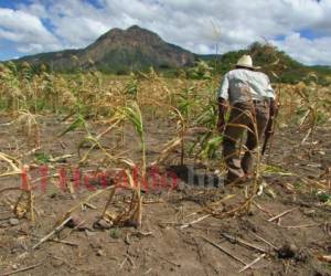 A los productores que tienen áreas de riego se les dará el 80% del Bono de Solidaridad Productiva (BSP), para que siembre frijoles y el restante 20% será destinado para la siembra de maíz. Foto: Archivo/ EL HERALDO