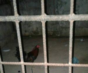 El famoso gallo pasó su segunda noche encerrado en una oscura, húmeda y maloliente prisión.