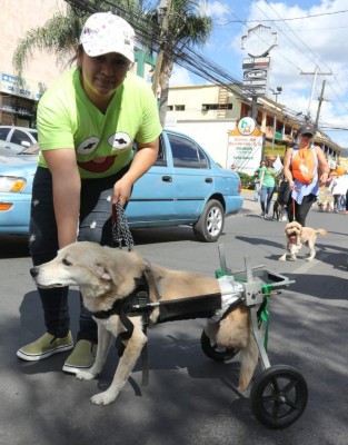 Honduras: Exigen protección para sus fieles amigos
