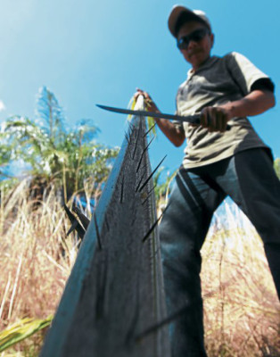 Domingo de Ramos: ¡Hosanna al Hijo de Dios!