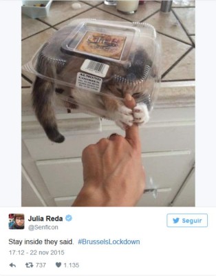 Usan gatos para atraer turistas a Bruselas