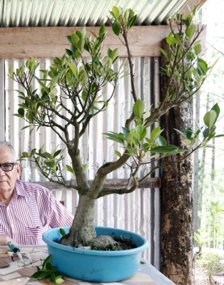 Jorge Yllescas: Del karate y el boxeo a los tijerazos del bonsái