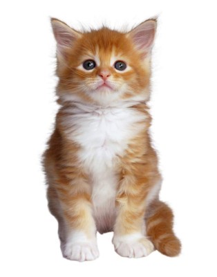 Enfermedades comunes en gatos