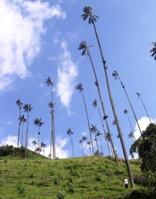 del valle de Cocora