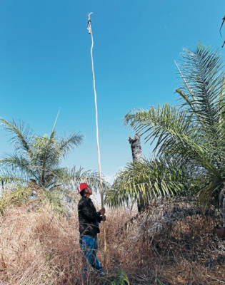 Domingo de Ramos: ¡Hosanna al Hijo de Dios!