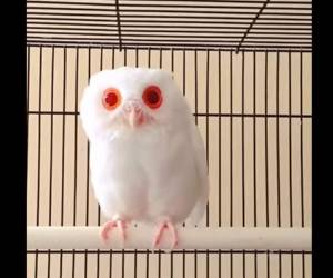 Foto del búho albino con grandes ojos rojos.