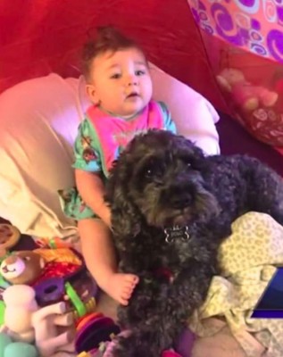 Un perro muere protegiéndole la vida a una niña de 8 meses