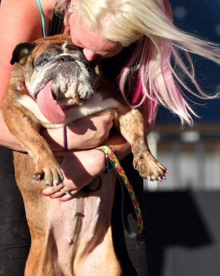 Así es Zsa Zsa, el bulldog baboso de California considerado el perro más feo del mundo
