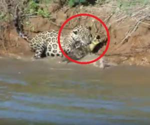 El increíble video de un jaguar cazando un caimán tumba el internet.