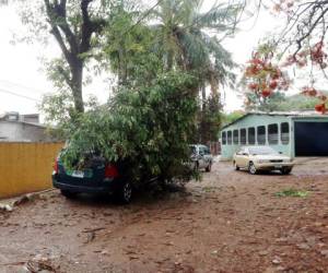 Este árbol se cayó sobre un vehículo por la Escuela Ramón Rosa, foto: Jimmy Argueta.