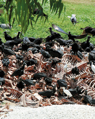 Hallan centenares de osamentas de animales en San Pedro Sula