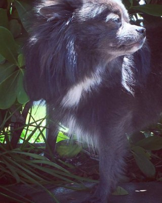 Los caninos de nuestros lectores