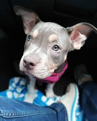 Los mejores chistes cortos para reírse a carcajadas