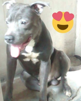 Los caninos de nuestros lectores