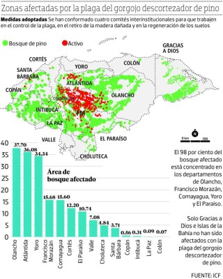 Hasta 500 mil gorgojos por pino descubren en los bosques del país