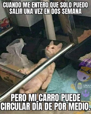Los divertidos memes por nuevas medidas de circulación en Honduras