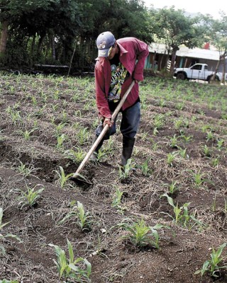 Crearán banco para créditos rurales