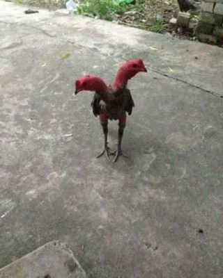La historia del pollo de dos cabezas que asombra al mundo