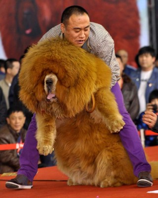 Hombre pagó 2 millones de dólares por un perro