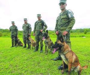 Unos 150 perros del Batallón Canino de la PMOP operan en las calles contra la delincuencia (Fotos: Estalin Irías/EL HERALDO)