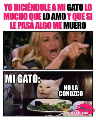 Los memes más graciosos del gato en la mesa y la mujer gritando