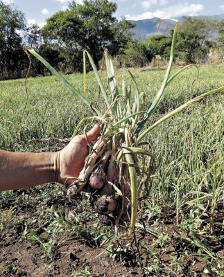Extraña plaga arrasa con cultivos de cebollas