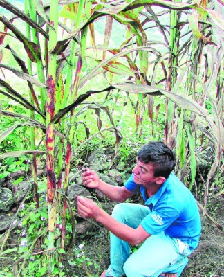 Honduras: Ganaderos del sur temen que plaga intoxique sus reses