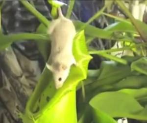 Un ratón se acerca a una de las plantas y cae en su copa desde donde le es imposible escapar.