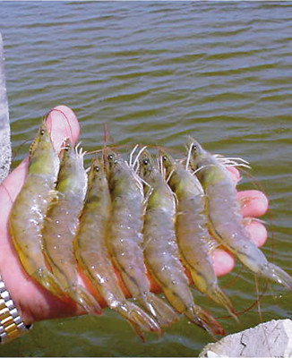 Producción de camarones alcanzará 47 millones de libras