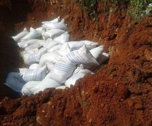 Los frijoles etíopes fueron enterrados un predio de la 105 Brigada de Infantería en Naco, Cortes. / Cortesía 30/30.