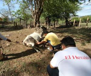 Dos campesinos de Morolica, Choluteca, intentan levantar una vaca debilitada que cayó al suelo debido a la falta de alimento provocada por la sequía que golpea la zona.
