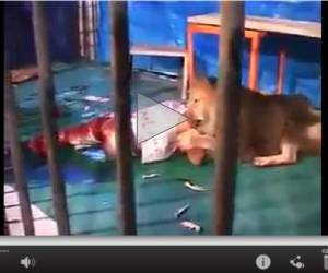 El animal sujeta a su entrenador por el hombre y lo arrastra al fondo de la jaula.