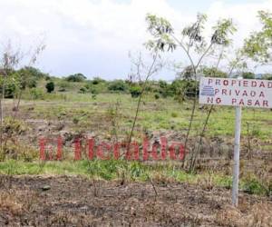 Los grupos campesinos han formado movimientos de invasión de tierras en varios sectores del país.