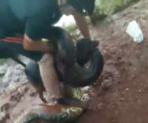 El dueño del perro agarró la anaconda para que soltara a su perro.