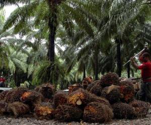El conflicto en el Bajo Aguán ha sido de los más violentos en la historia agraria del país, con más de 100 muertos.