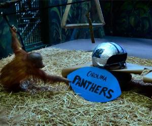 Tuah se declinó por los colores de las Panteras de Carolina.