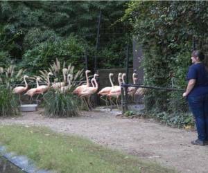 El zoológico planea estar cerrado hasta el viernes. Foto: AP