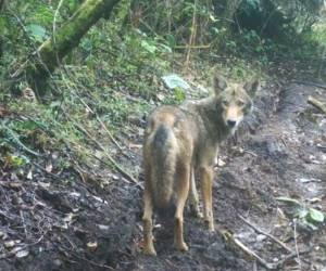 Los hermosos animales viven libremente en la reserva La Unión.