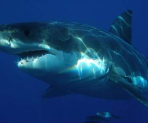 Desde principios de año, ocho personas han muerto en Australia en ataques de tiburones. Foto: Pixabay