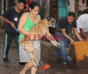 Una señora carga a su perro para que no salga afectado por los daños provocados en el Barrio Los Jucos de la capital de Honduras. Foto: David Romero/EL HERALDO