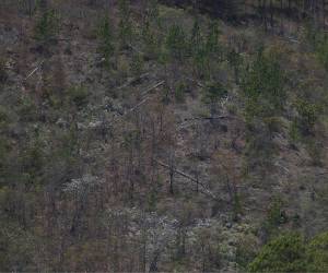 El municipio de Lepaterique ha perdido en los últimos 25 años más de 5,000 hectáreas de bosque. La tala es una de las causas, aunque también la plaga del gorgojo dejó daños.