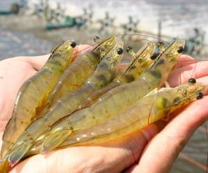 A pesar de las condiciones climáticas que imperan en el país, la producción de camarón se mantiene estable en la zona sur del país, según se dió a conocer en un encuentro entre productores y autoridades de la SAG.