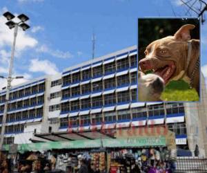 La mayoría de ataques fueron causados por perros de la raza pitbull. Sin embargo, especialistas en veterinaria y rescate animal señalan que no se trata de la raza del canino sino de la crianza.