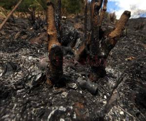Se estima que más de 2.9 millones de hectáreas de bosque que representan el 26% tienen un riesgo medio.