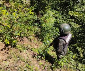 La plantación localizada en el municipio de La Masica albergaba 2,500 hojas de coca cultivadas a lo largo y ancho de dos héctareas de tierra.