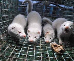 La granja, ubicada en la localidad de la Puebla de Valverde, se encontraba ya desde el 22 de mayo bajo 'inmovilización cautelar', sin que animales o productos derivados pudieran salir de ella, a raíz de que siete trabajadores dieron positivo por covid-19.