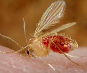 En 2024 se han reportado más de 7,700 casos en cinco países de América: Brasil, Bolivia, Perú, Cuba y Colombia, según los datos de la Organización Panamericana de la Salud (OPS).