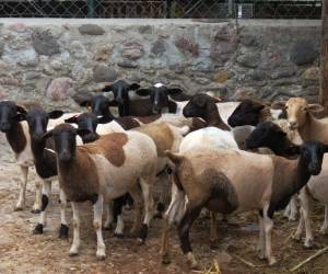 Los animales aptos para producir carne de alta calidad son importados de México y Costa Rica para ser criados en el país.