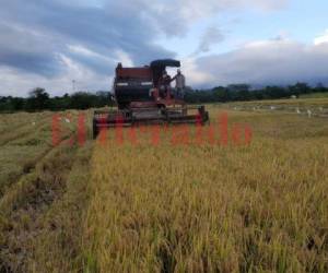 Decenas de hectáreas de arroz empezaron a ser recolectadas en varios municipios del departamento de Comayagua.