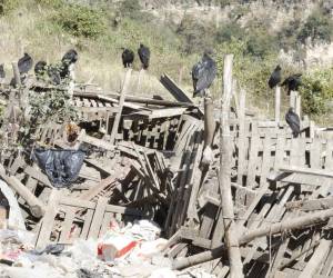 Los animales de engorde no tienen una fuente de agua limpia o fango donde refrescarse y están completamente rodeados de basura.